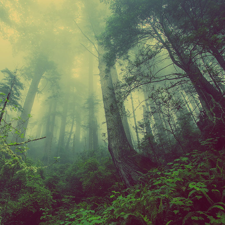 foret foret